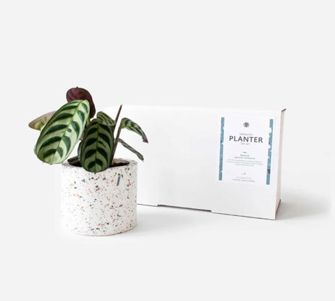 DIY-BOX TERRAZZO PLANTENPOT